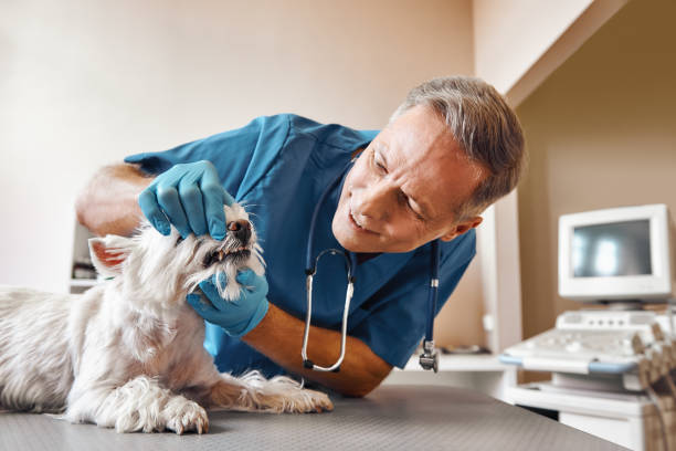 Best Urgent Care for Lost Fillings or Crowns in Alton, IL